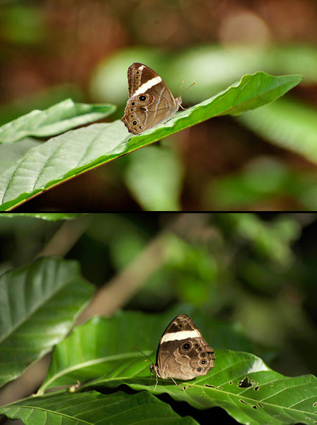 ヒカゲチョウの仲間
