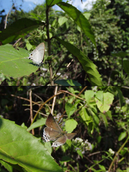 エリルスフタオシジミ