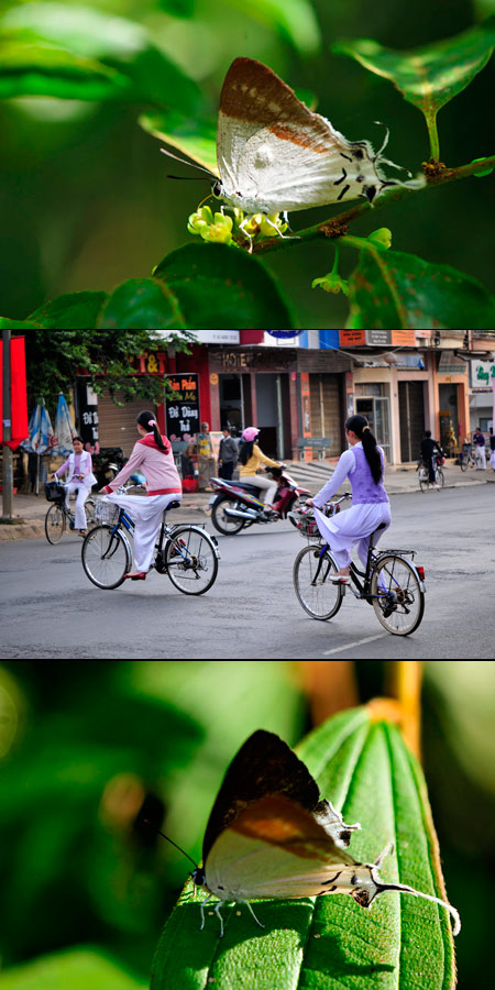 アオザイシジミ