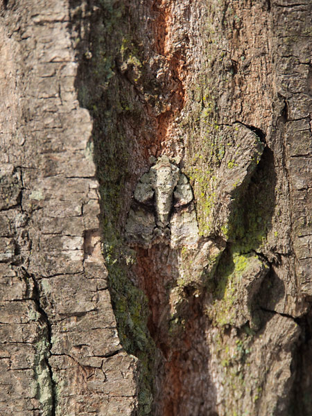 冬のキノカワガ