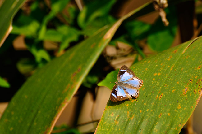 ヒューイットソニィーキララシジミのメス