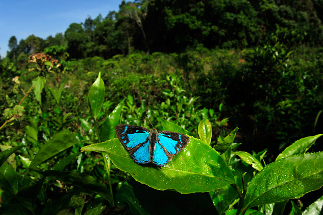 ヒューイットソニィーキララシジミの占有行動