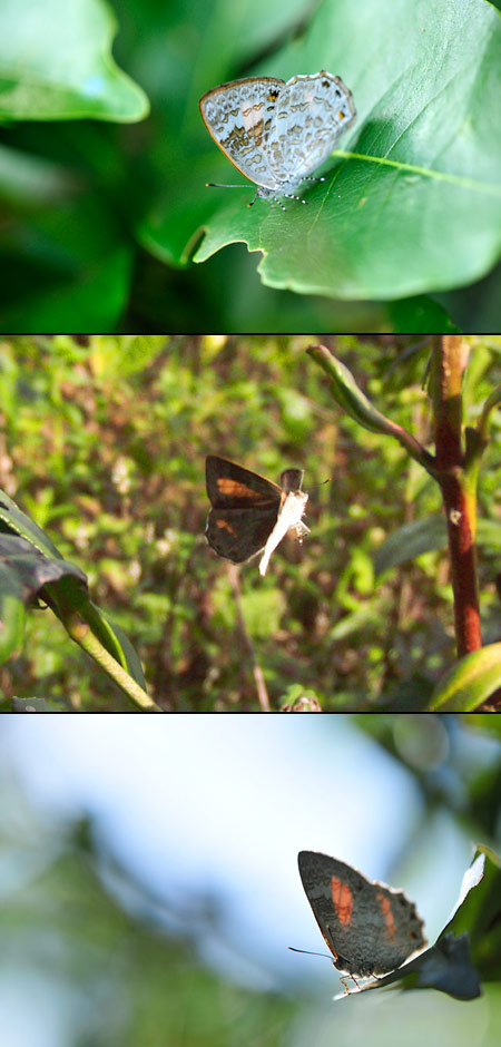 エリキノイデスキララシジミのメス