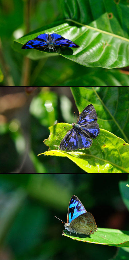 エリキノイデスキララシジミの占有行動