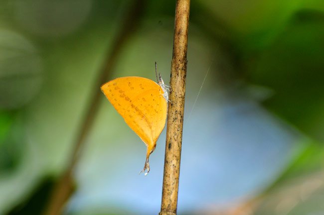 オナガアカシジミ