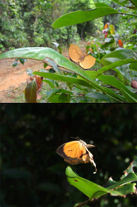 フチグロオナガアカシジミの仲間