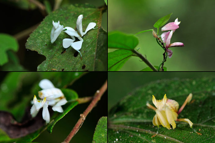 ベトナムのハナカマキリ