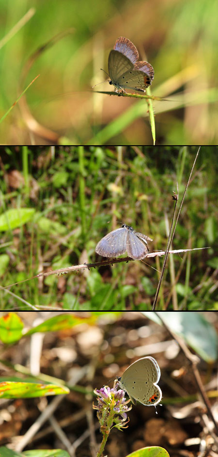 タイワンツバメ シジミ 