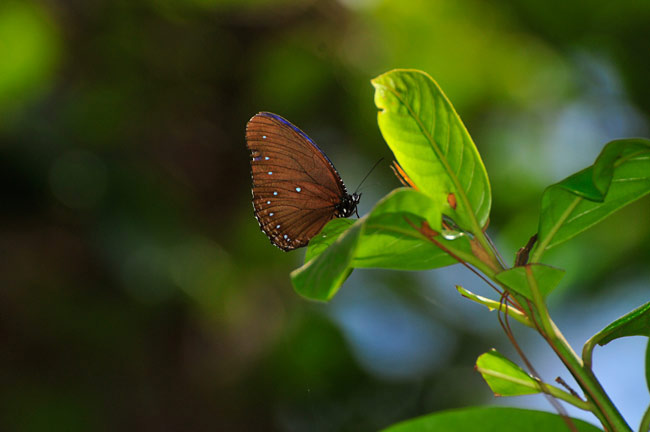 ルリマダラに擬態するパトナマネシジャノメ