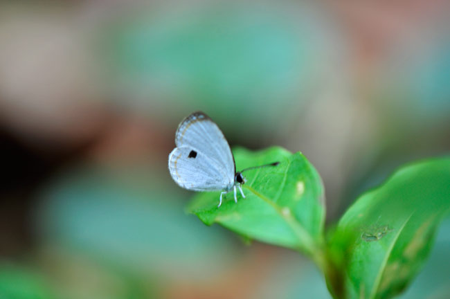 リュウキュウウラボシシジミ