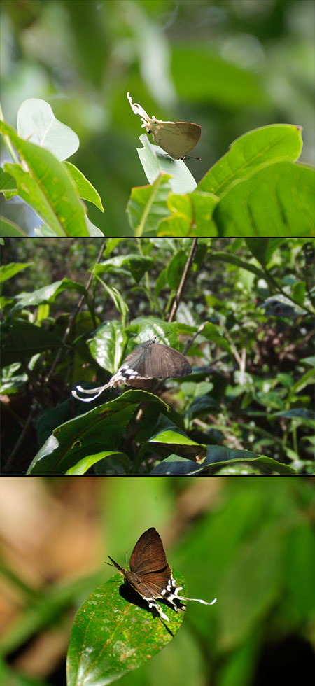 尾の長いシジミチョウ