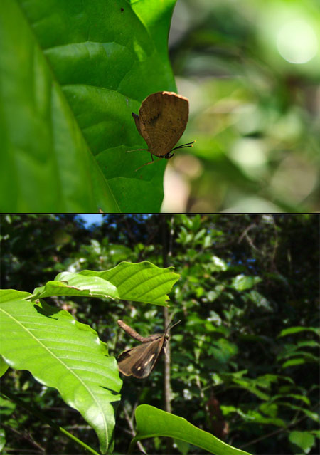 マルスアシナガシジミ