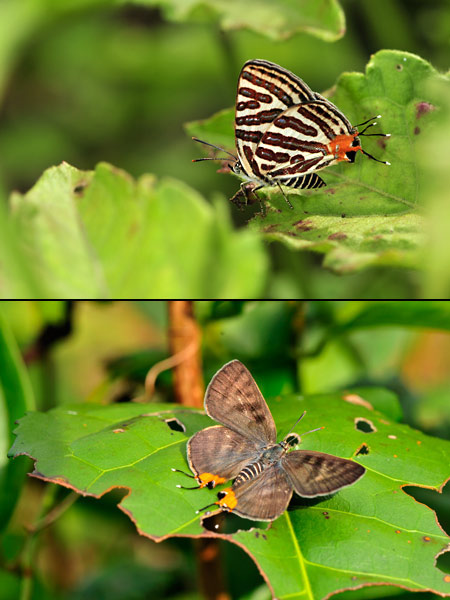 シャマキマダラルリツバメ