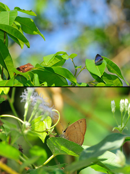 チョウを狙うトカゲ