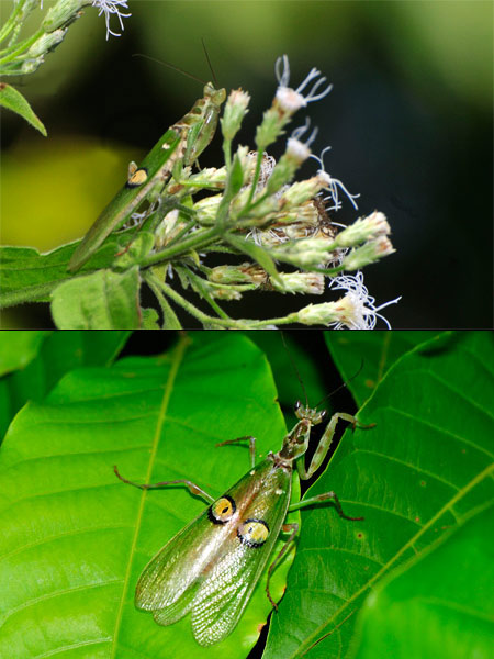 メダマヒョウモンカマキリ