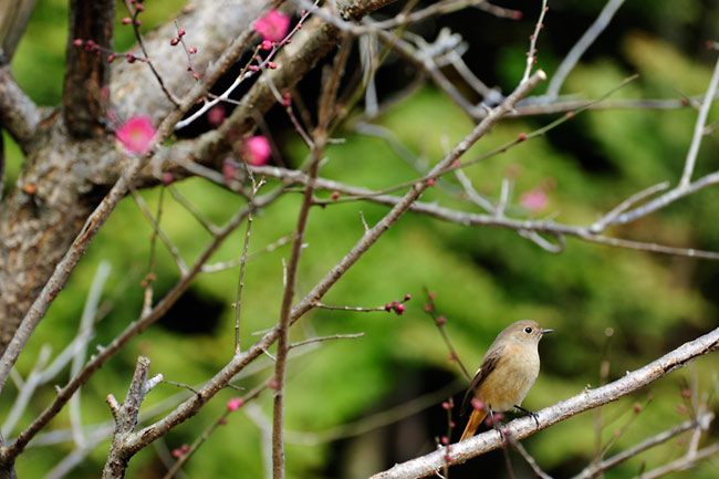 ジョウビタキのメス