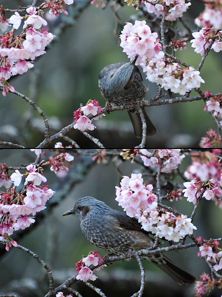 カンザクラとヒヨドリ（熱海梅園）