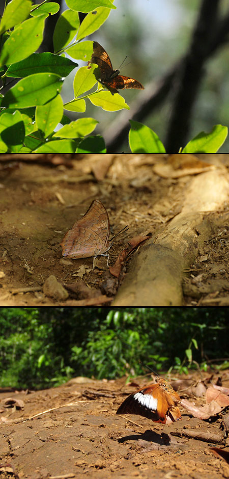 チャイロフタオ白帯型