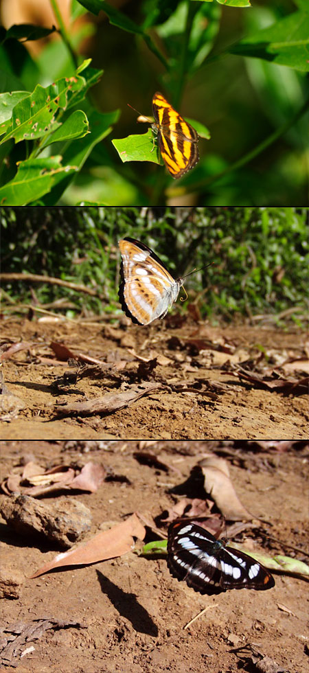 ミナミイチモンジ