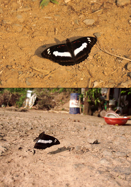 ヤエヤマイチモンジ