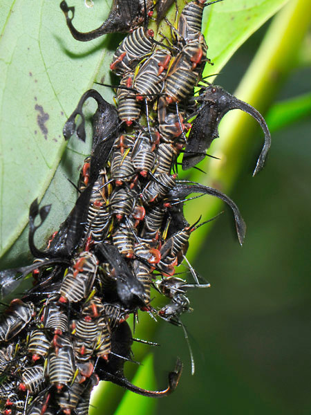 ハタザオツノゼミ