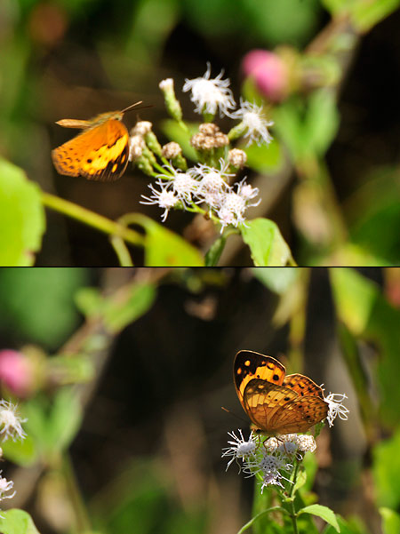 タイワンキマダラ