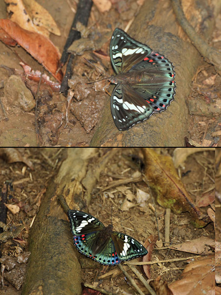 ホワイトヘッディベニボシイナズマ