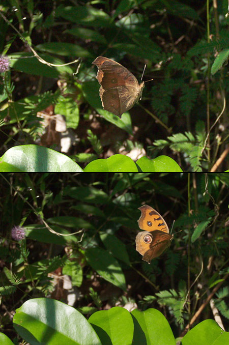 タテハモドキ乾期型