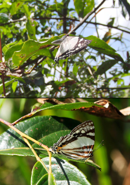 シロオビシジミタテハ