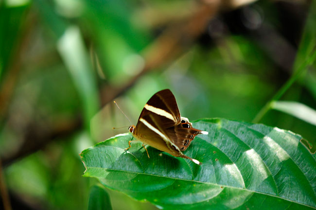 ネオフロンシジミタテハ