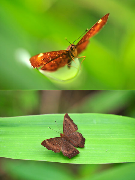 ホシシジミタテハ