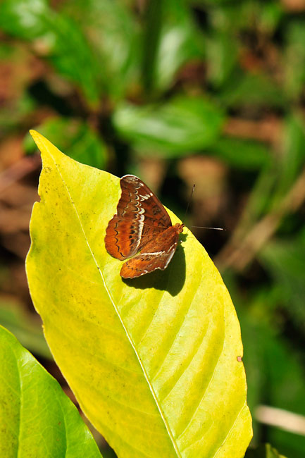 チャイロイチモンジ