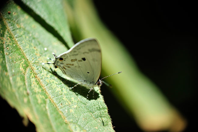 フタオルリシジミ