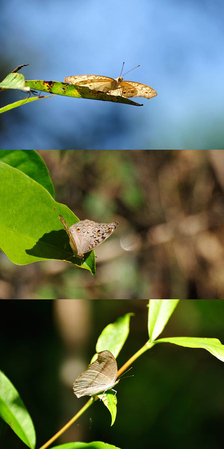 ハイイロタテハモドキ