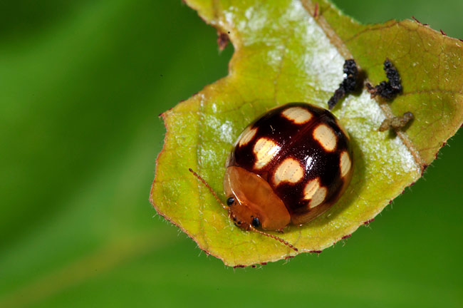 テントウムシに似たハムシ
