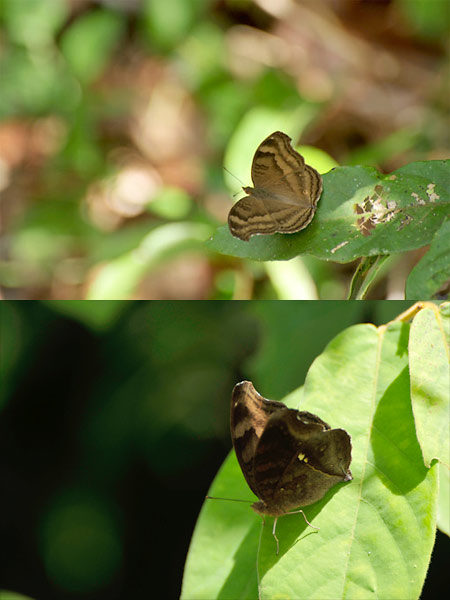 クロタテハモドキ