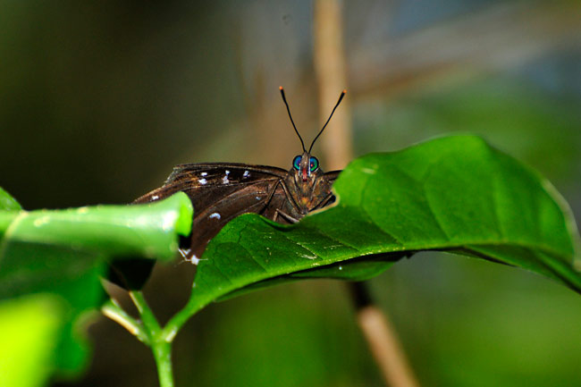 シロヘリスミナガシ