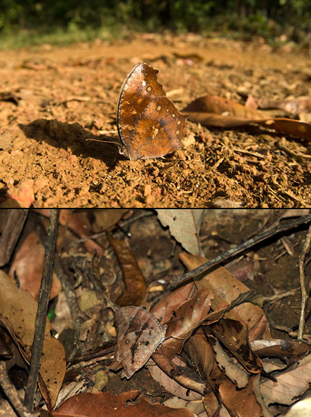 コノマチョウの仲間