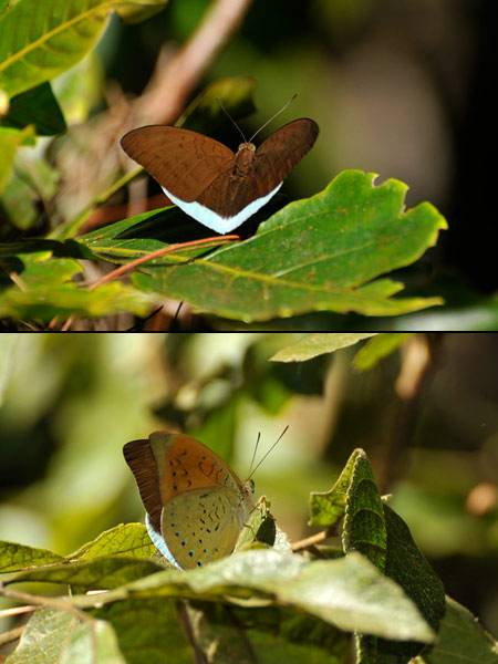 ジュリイコイナズマ　