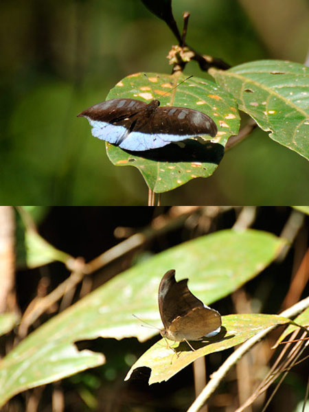 ステラータヒメイナズマ