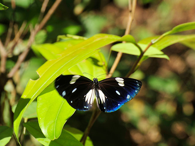 シロモンルリマダラ