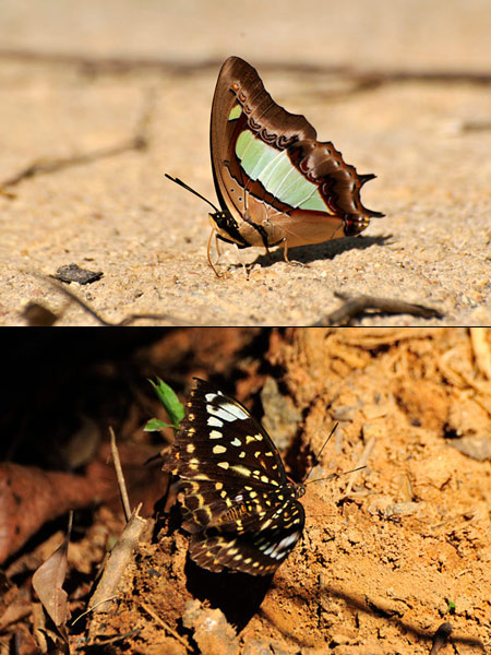 アタマスフタオチョウとディルティアオオイナズマ