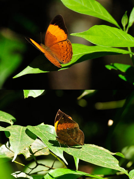ミナミヒョウモン
