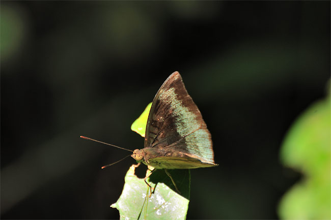 モニナイナズマ