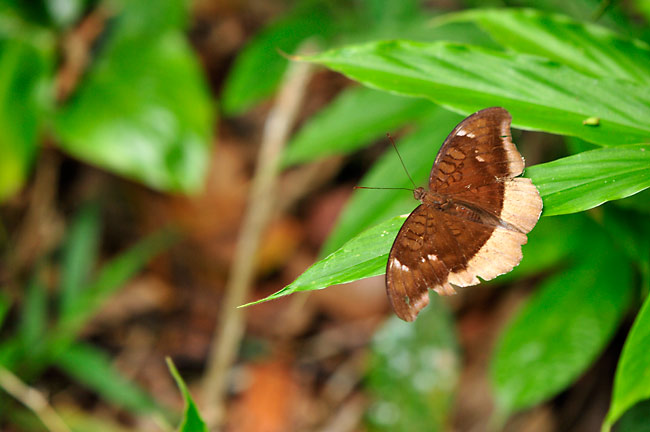 レピデアヒメイナズマ