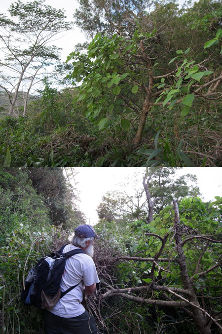 カメハメハアカタテハの食草ママキ