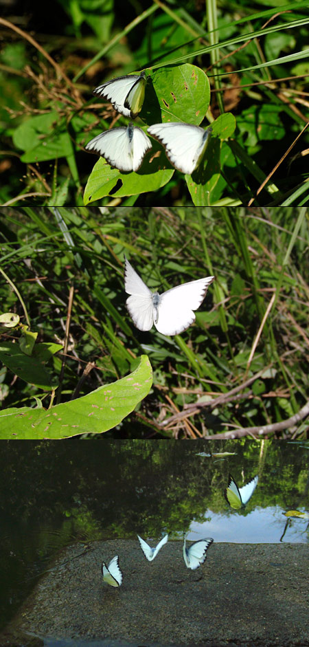 タイワンシロチョウ