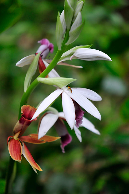 外来種は綺麗？