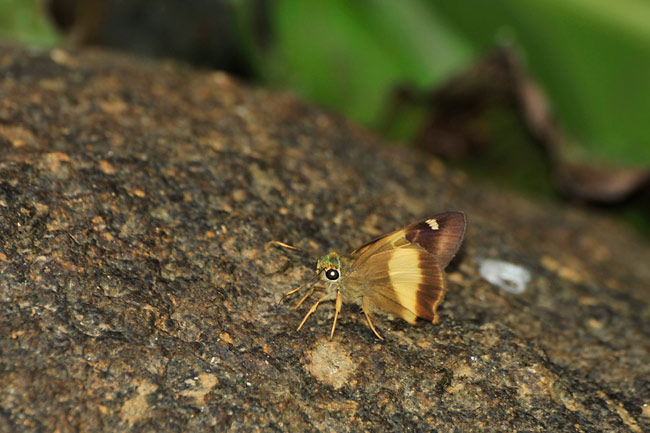 キオビビロードセセリ
