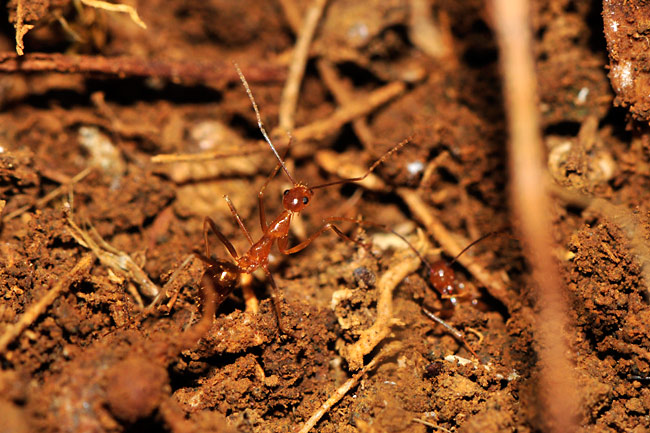 アリはシジミチョウの敵？